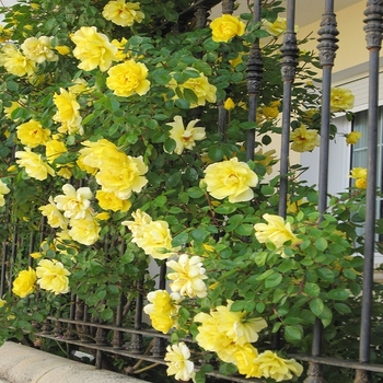 Rosa - 'Golden Showers' Climbing Rose Rosa - 'Golden Showers' Climbing Rose