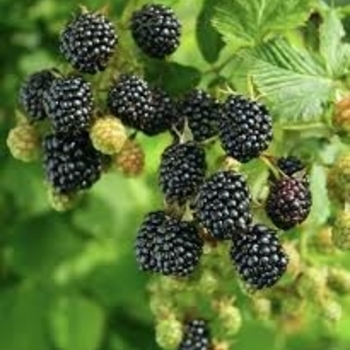 Rubus - 'Sweet-Ark® Ponca' Blackberry Rubus - 'Sweet-Ark® Ponca' Blackberry