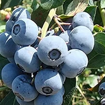 Vaccinium ashei - 'Tifblue' Rabbiteye Blueberry Vaccinium ashei - 'Tifblue' Rabbiteye Blueberry