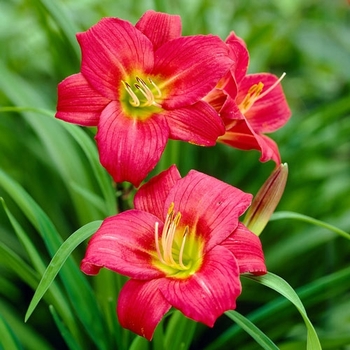 Hemerocallis - 'Little Business' Daylily Hemerocallis - 'Little Business' Daylily