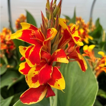 Canna x generalis (Canna Lily) - Cannova® 'Red Golden Flame' Canna x generalis (Canna Lily) - Cannova® 'Red Golden Flame'