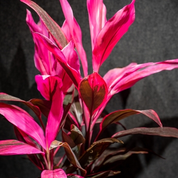 Cordyline fruticosa - 'Red Sister' Ti Plant Cordyline fruticosa - 'Red Sister' Ti Plant