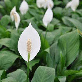 Spathiphyllum - Peace Lily Spathiphyllum - Peace Lily