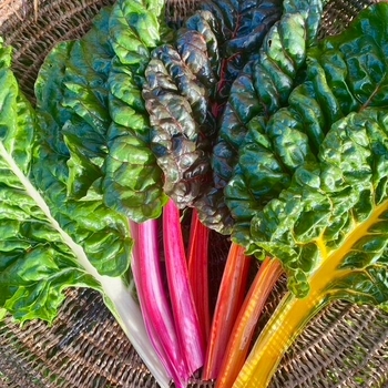 Beta vulgaris var cicla - Swiss Chard