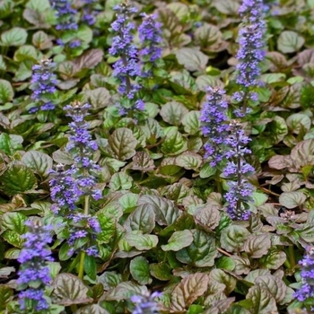 Ajuga reptans - 'Bronze Beauty' Bugleweed Ajuga reptans - 'Bronze Beauty' Bugleweed