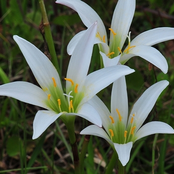 Zephyranthes atamasco - Rain Lily Zephyranthes atamasco - Rain Lily