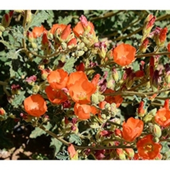 Sphaeralcea ambigua - Globe Mallow Sphaeralcea ambigua - Globe Mallow