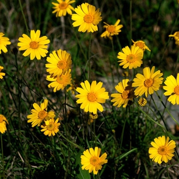 Tetraneuris scaposa - Four-nerve Daisy Tetraneuris scaposa - Four-nerve Daisy