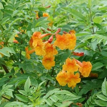 Tecoma stans - 'Sangria' Esperanza Tecoma stans - 'Sangria' Esperanza