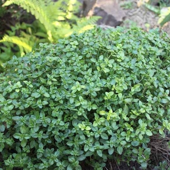 Thymus longicaulis - Creeping Thyme