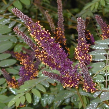 Amorpha fruticosa - False Indigo Amorpha fruticosa - False Indigo