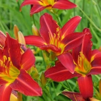 Hemerocallis - 'Ming Toy' Daylily Hemerocallis - 'Ming Toy' Daylily