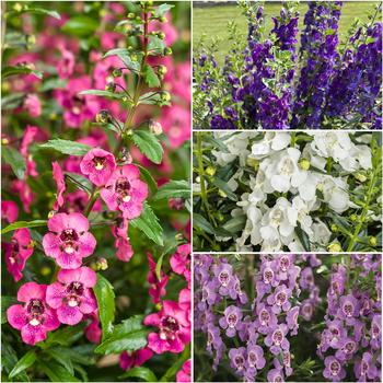 Angelonia (Summer Snapdragon) - Angelface&reg; Mixture Summer Snapdragon
