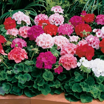Geranium - 'Multiple Varieties' Geranium - 'Multiple Varieties'