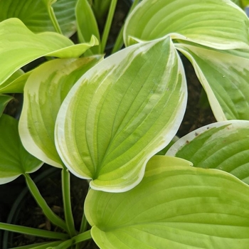 Hosta - 'Fragrant Bouquet' Hosta, Plantain Lily Hosta - 'Fragrant Bouquet' Hosta, Plantain Lily