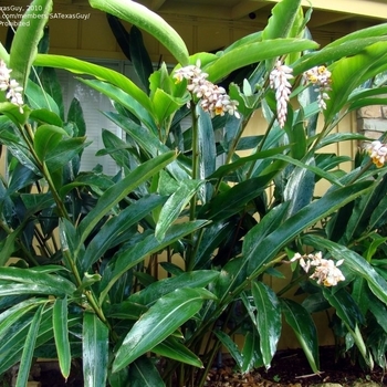 Alpinia zerumbet - Shell Ginger Alpinia zerumbet - Shell Ginger