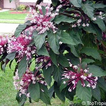 Clerodendrum quadriloculare - Starburst Clerodendrum Clerodendrum quadriloculare - Starburst Clerodendrum