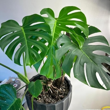 Monstera deliciosa - Philodendron Montera Monstera deliciosa - Philodendron Montera
