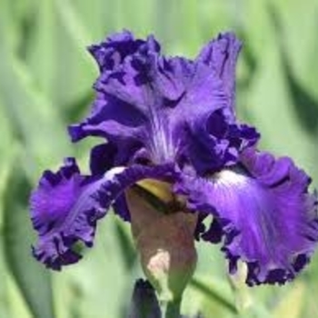 Iris germanica - 'Dashing' Bearded Iris Iris germanica - 'Dashing' Bearded Iris