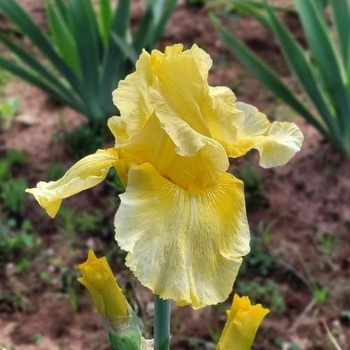 Iris germanica - 'Pleasant Peasant' Bearded Iris Iris germanica - 'Pleasant Peasant' Bearded Iris