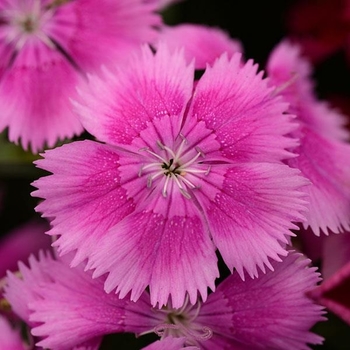 Dianthus chinensis x barbatus - Floral Lace™ Lilac Dianthus chinensis x barbatus - Floral Lace™ Lilac