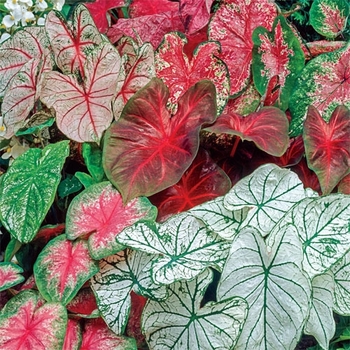 Caladium - Mixed Varieties Caladium - Mixed Varieties