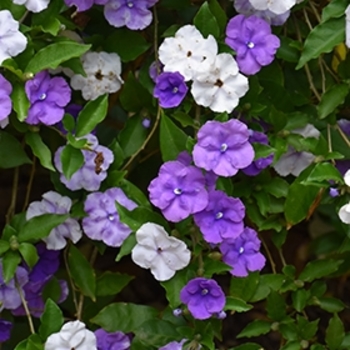 Brunfelsia grandiflora - Yesterday-Today-and-Tomorrow Brunfelsia grandiflora - Yesterday-Today-and-Tomorrow