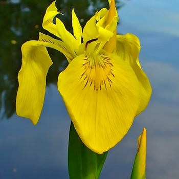 Iris pseudacorus - 'Variegata' Variegated Yellow Flag Iris Iris pseudacorus - 'Variegata' Variegated Yellow Flag Iris