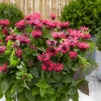 Monarda (Bee Balm) - Bee-You™ 'Bee-Happy'