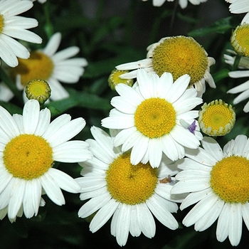 Leucanthemum x superbum - 'White Mountain' Shasta Daisy Leucanthemum x superbum - 'White Mountain' Shasta Daisy