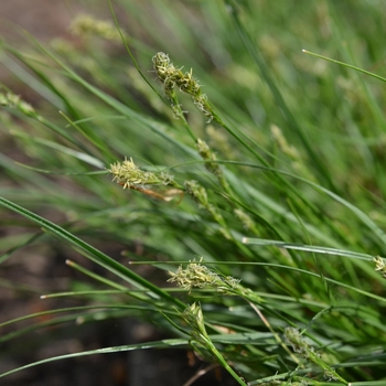 Carex texensis - Texas Sedge Carex texensis - Texas Sedge