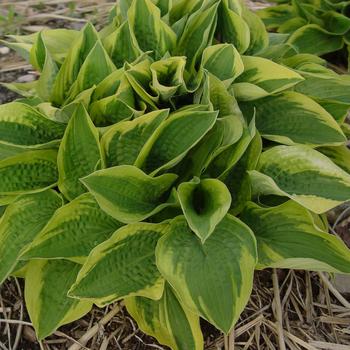 Hosta - 'Fortunei Aureomarginata' Hosta