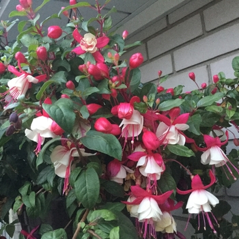Fuchsia - Aretes 'Upright Arroyo Grande'