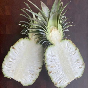 Ananus Comus Pineapple - White Jade Pineapple
