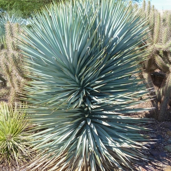 Yucca flaccida - 'Blue Sentry'