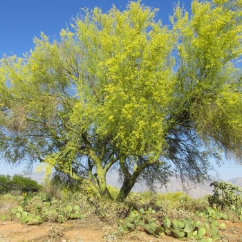 Cercidium - Palo Verde