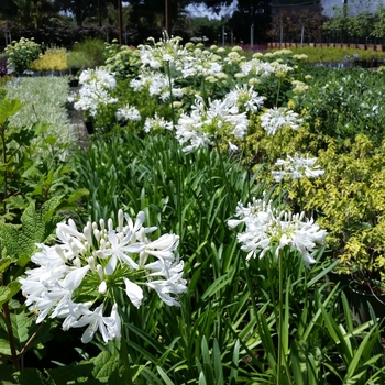 Agapanthus africanus - White African Lily