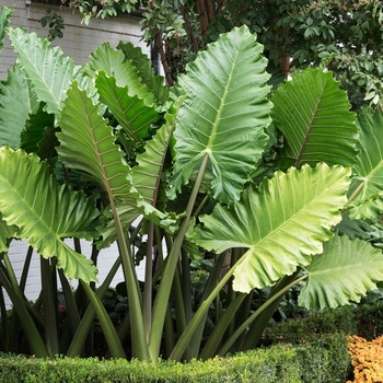 Alocasia odora - Upright Elephant's Ear