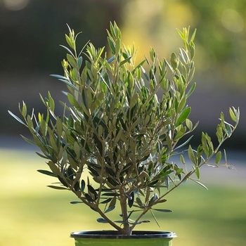 Olea europaea - 'Arbequina' Olive