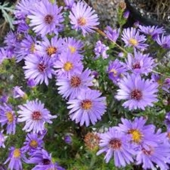 Aster novi-belgii - 'Wood's Light Blue' Aster-New York