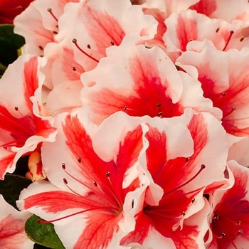 Rhododendron (Azalea) - Encore&reg; 'Autumn Starburst&reg;'