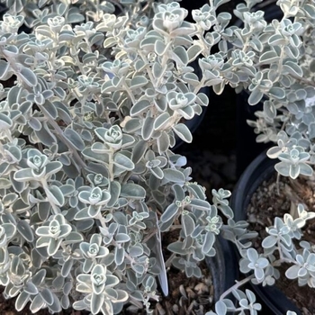 Leucophyllum zygophyllum - Blue Ranger