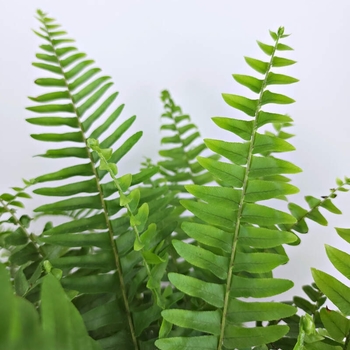 Nephrolepis exaltata - Boston Fern