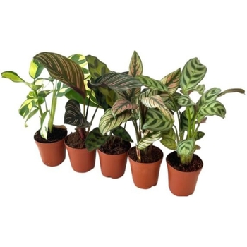 Calathea - Assorted Prayer Plant