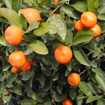 Citrus x microcarpa - Calamondin