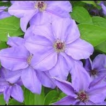 Clematis - 'Ramona'