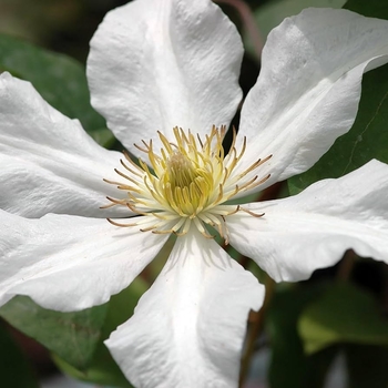 Clematis - 'Toki'