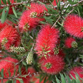 Callistemon citrinus - Crimson Bottlebrush