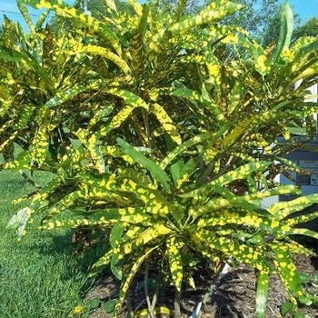 Codiaeum variegatum - 'Sloppy Painter' Croton