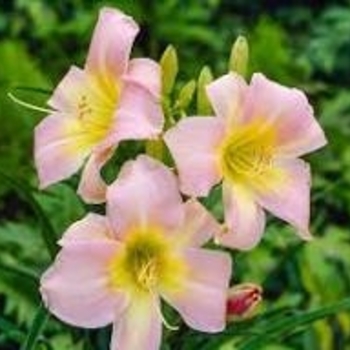 Hemerocallis - 'Catherine Woodbury' Daylily